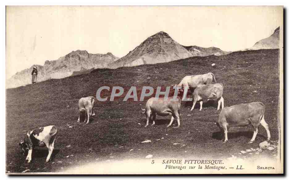 CPA Savoie Pittoresque Paturages sur la Montagne Vaches