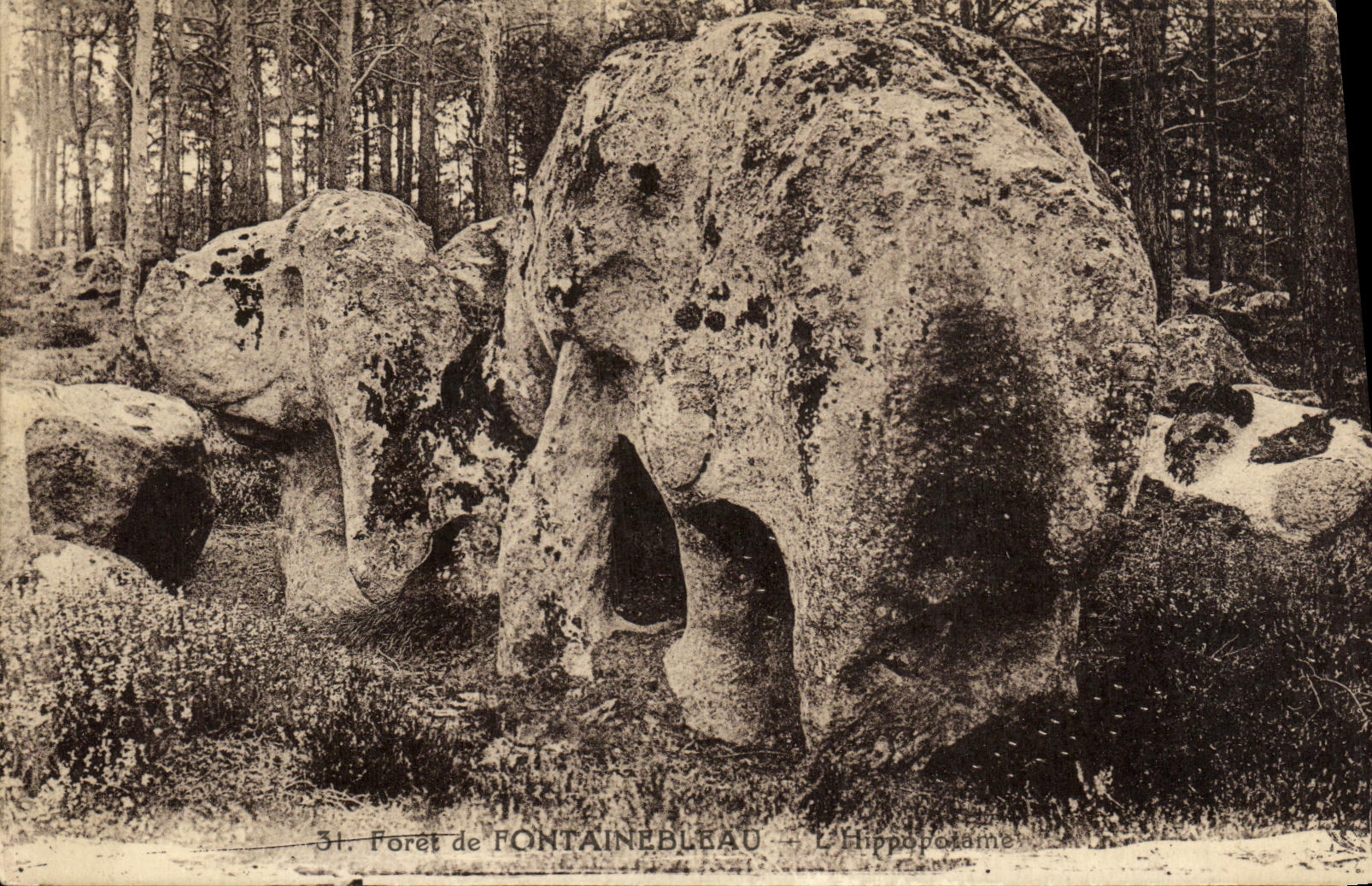 Foresta di Fontainebleau — L'ippopotamo — Editore F. David, Versailles