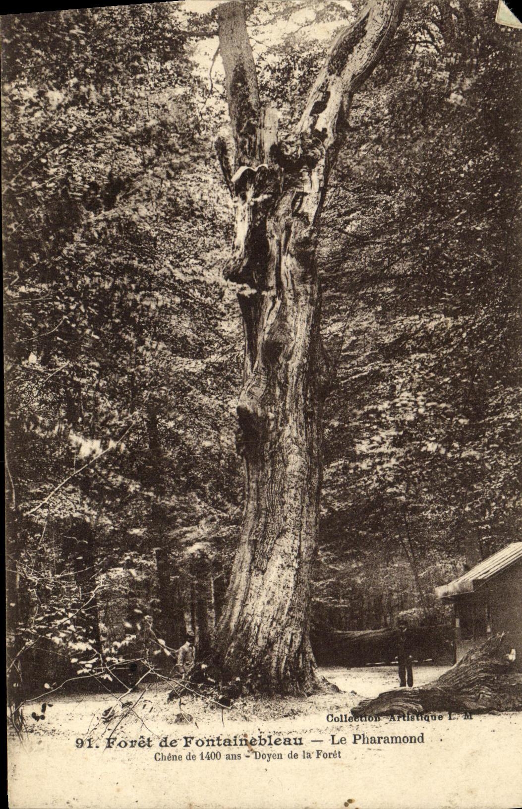 Tarjeta postal antigua Foret de Fontainebleau Le Pharamond Arbre