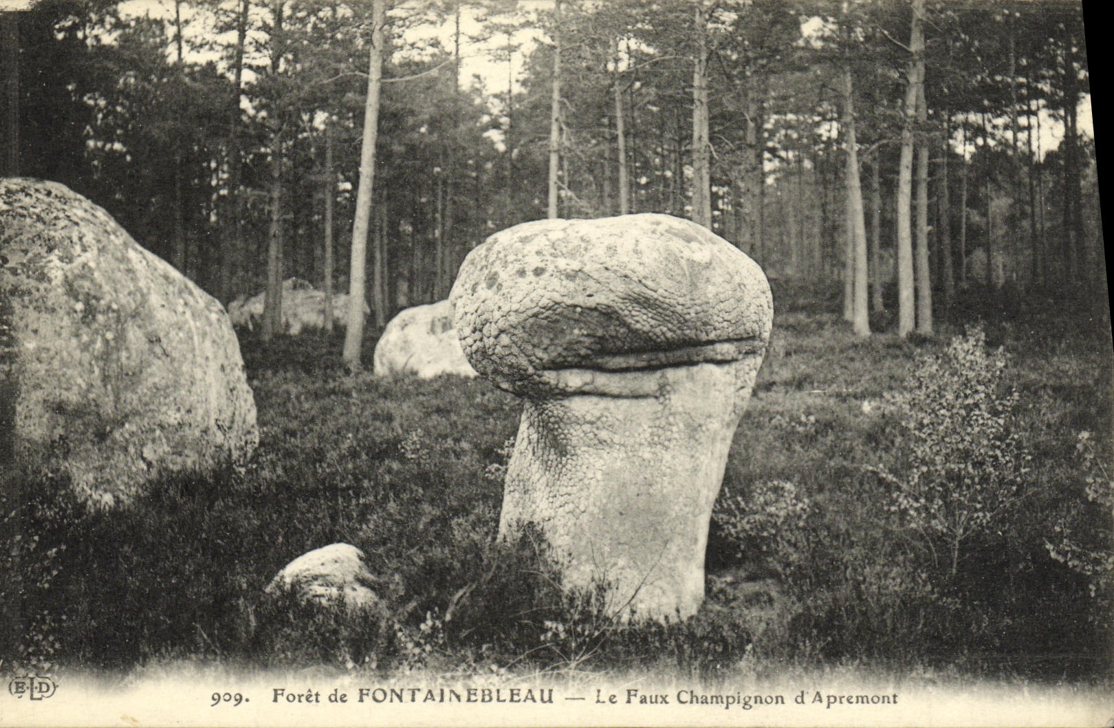 Bosque de FONTAINEBLEAU — El Falso Champiñón de Apremont — BLD, n° 909