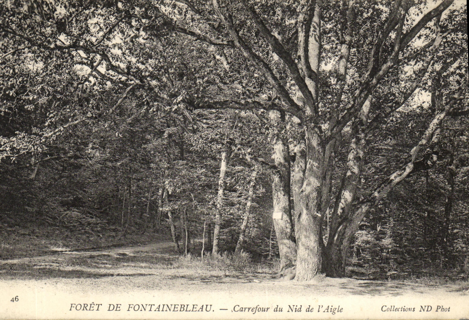 Forêt de Fontainebleau — Carrefour du Nid de l'Aigle — Collections ND Phot