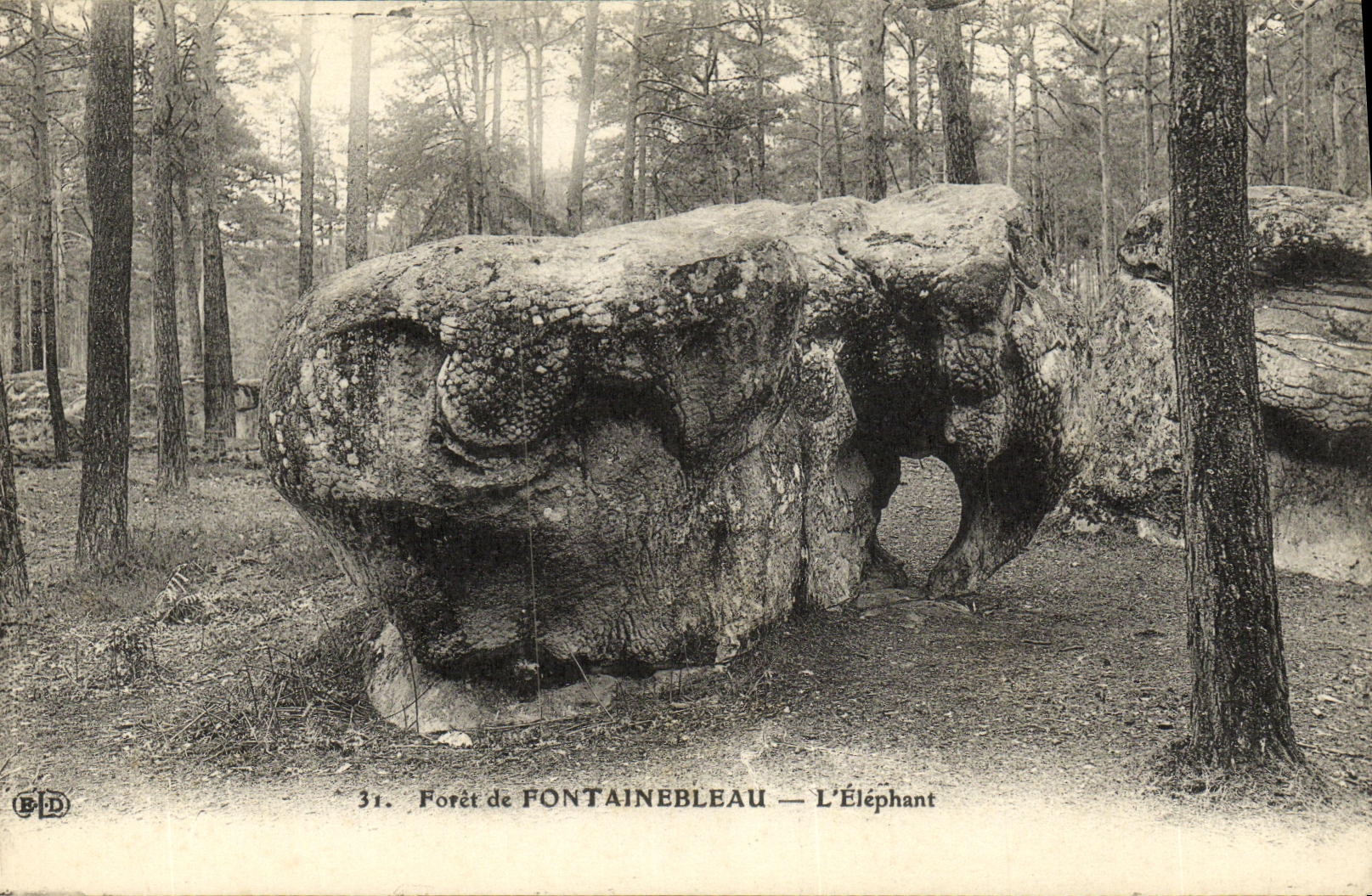Foresta di Fontainebleau — L'Elefante — B.D. n°31