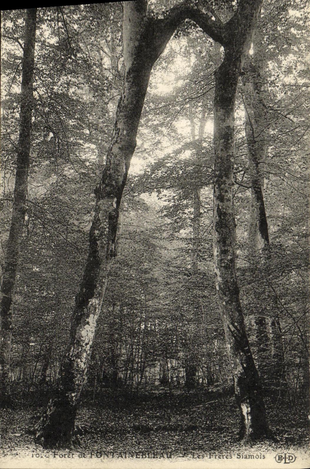 Forêt de Fontainebleau — Les Frères Siamois — B.D.