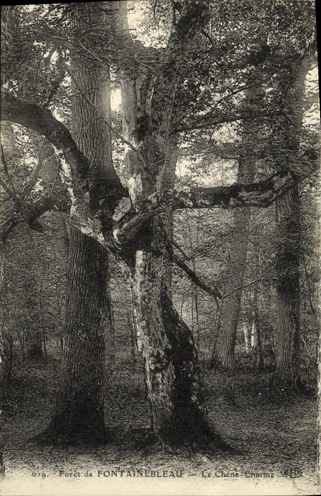 Forêt de FONTAINEBLEAU — Le Chêne Charme — n° 819