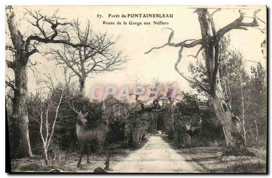 Foresta di FONTAINEBLEAU — Strada della Gorge aux Néfliers — n°57