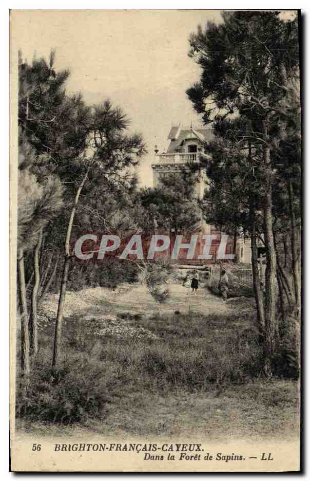 Brighton-Français-Cayeux — Dans la Forêt de Sapins — LL