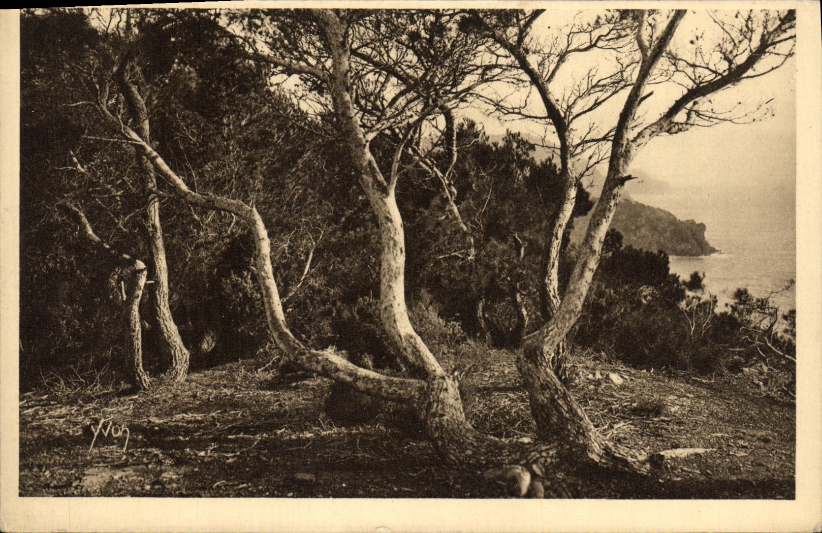Les Pins d'Alen — Porquerolles — Éd. Yvon, n°56