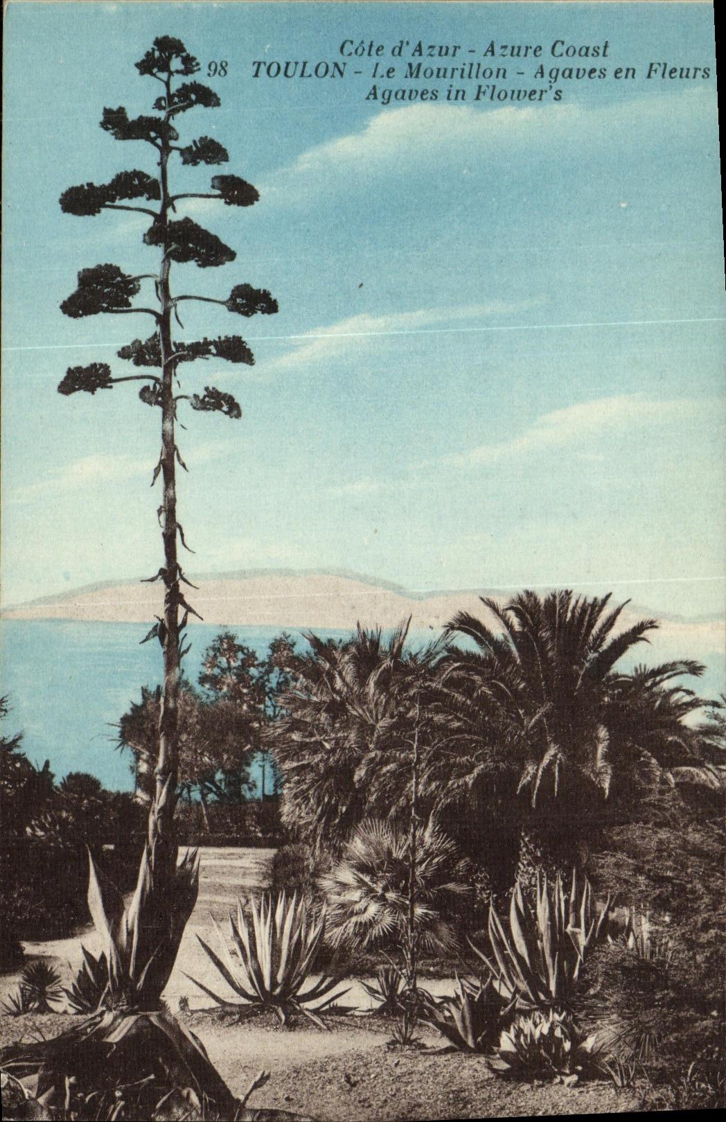 Agaves en Fleurs — TOULON - Le Mourillon — Côte d'Azur — n°98