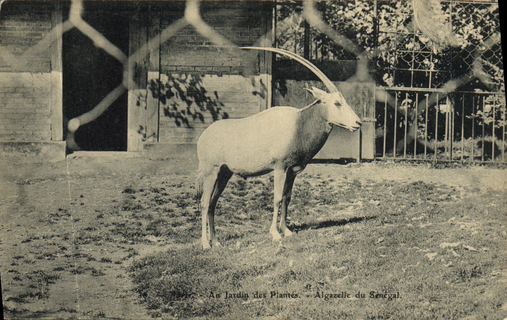 CPA Paris Jardin des plantes Algazelle du Senegal 