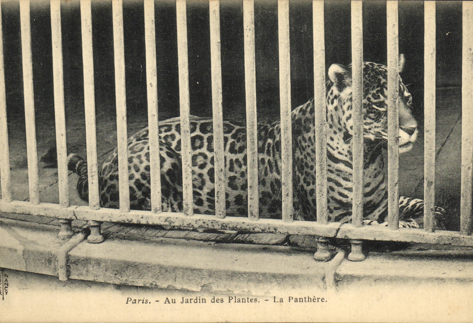 CPA Paris Au Jardin des Plantes La Panthere