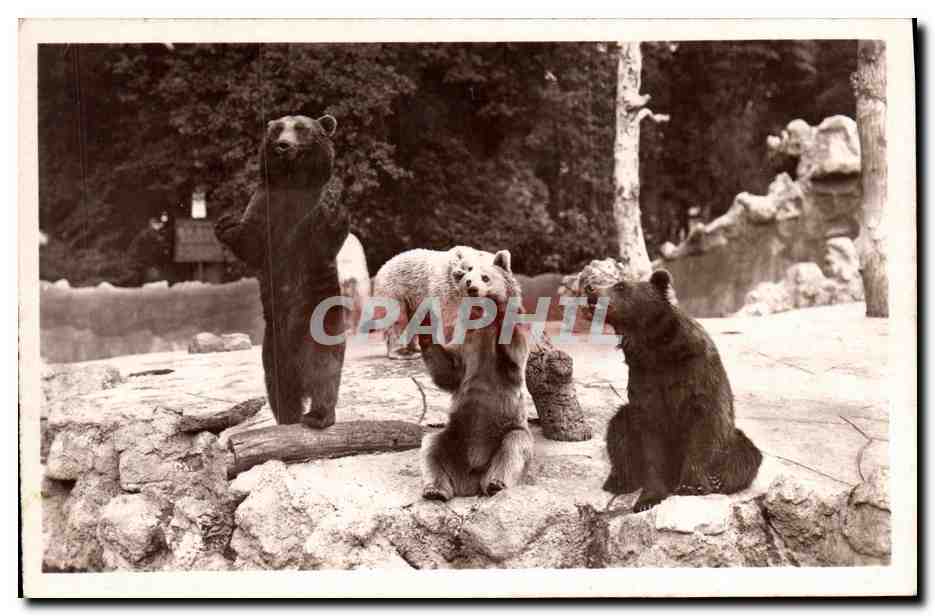 CPA Jardin Zoologique d Acclimatation Du Bois de Boulogne Paris Les ours