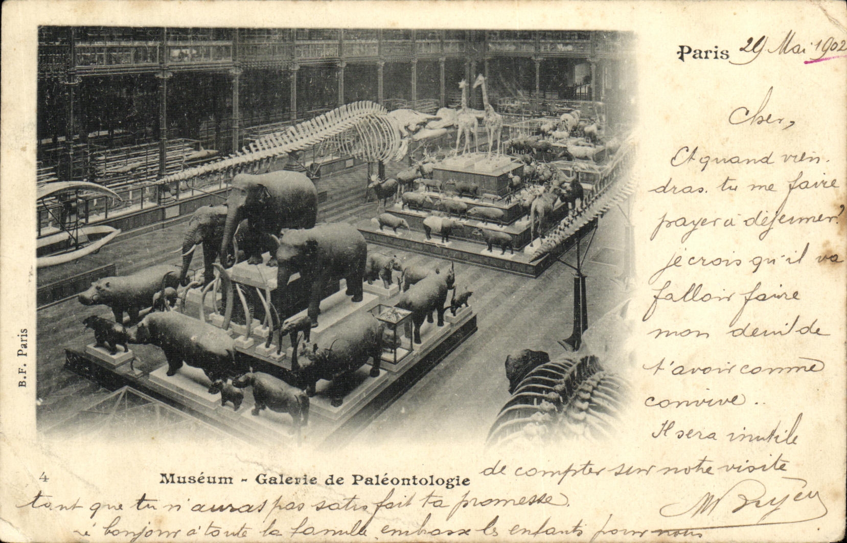CPA Paris Museum Galerie de Paleontologie Elephants Dinaosaures Giraffe