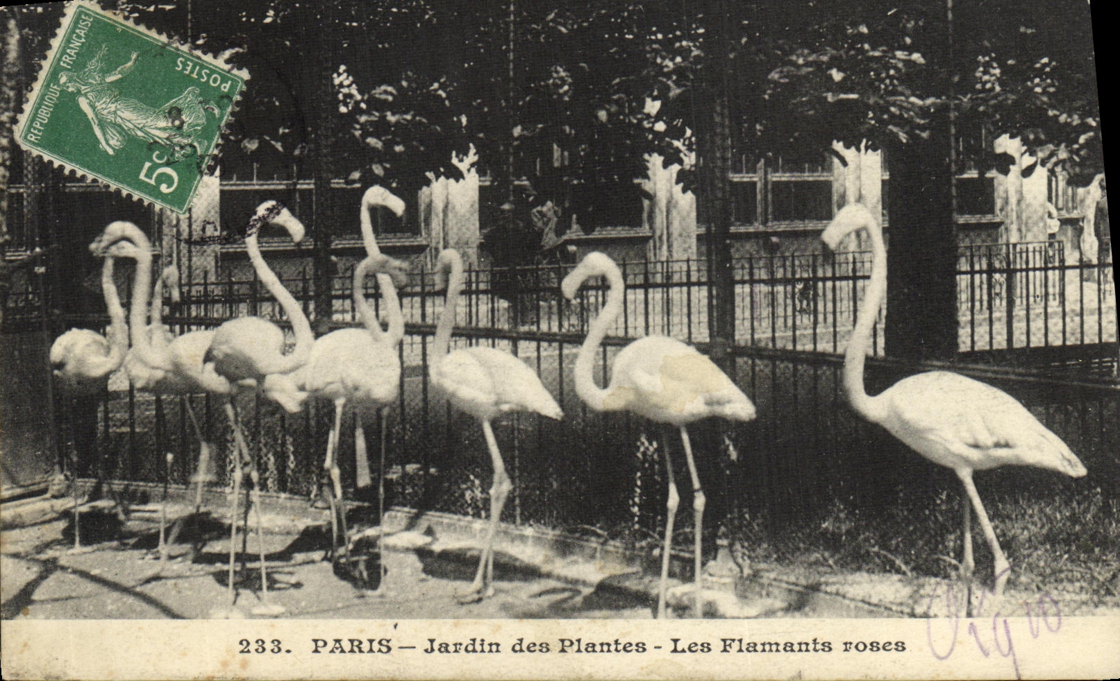 CPA Paris Jardin des Plantes Les Flamants Roses 