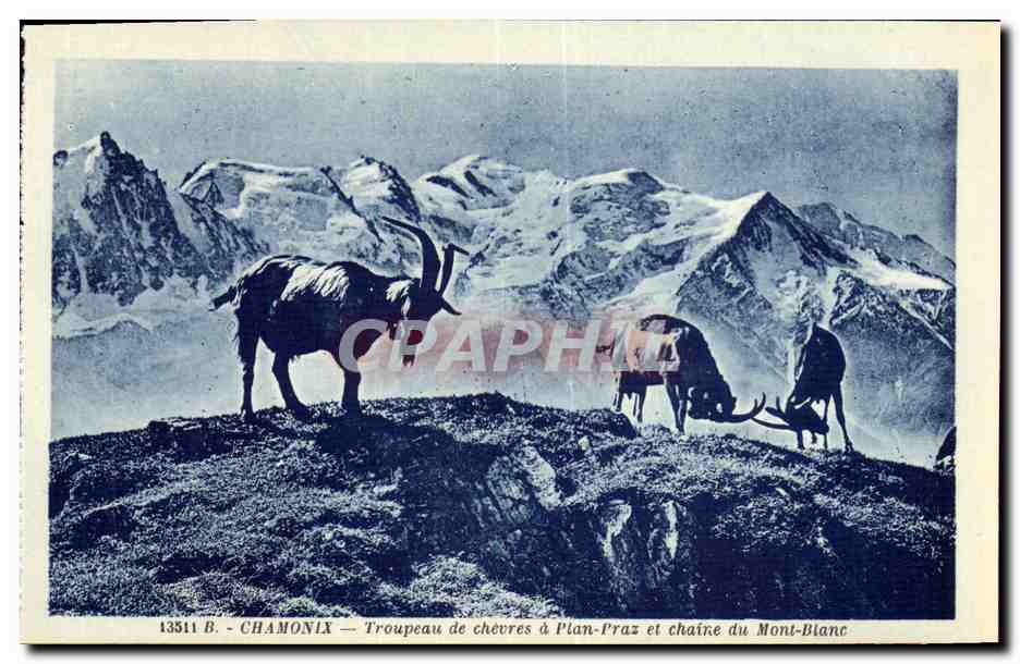 CPA Chamonix Troupeau de Chevres a Plan Praz et Chaine du Mont Blanc
