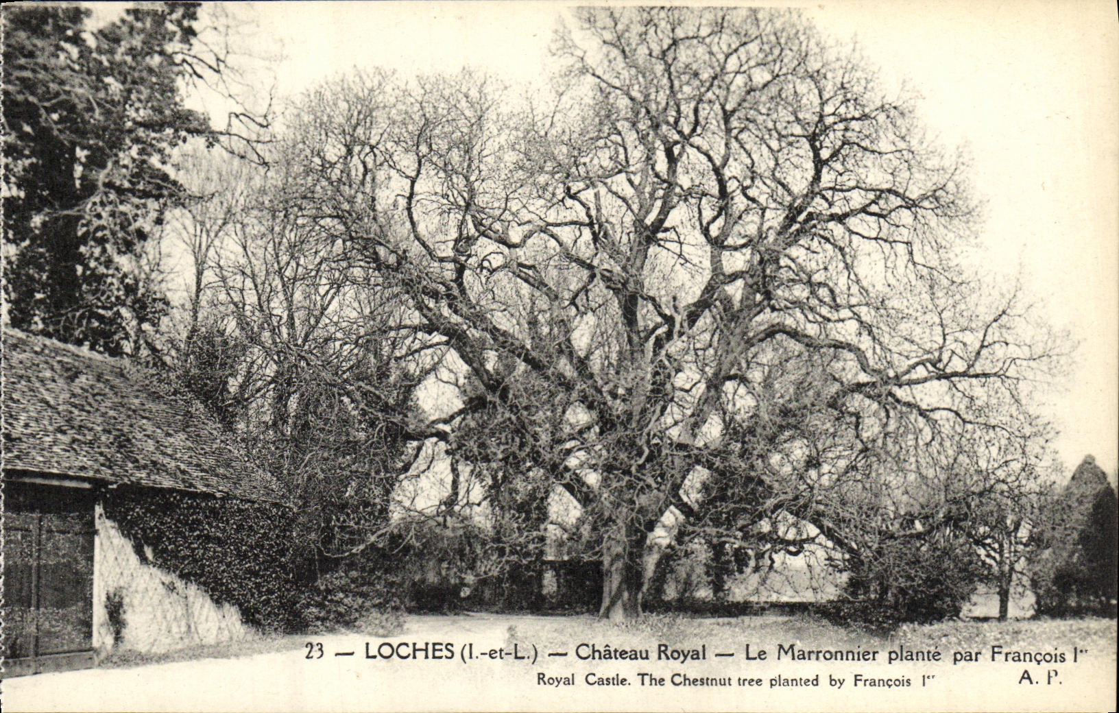 CPA Loches Chateau Royal Le Marronnier Plante par Francois 1er Arbre