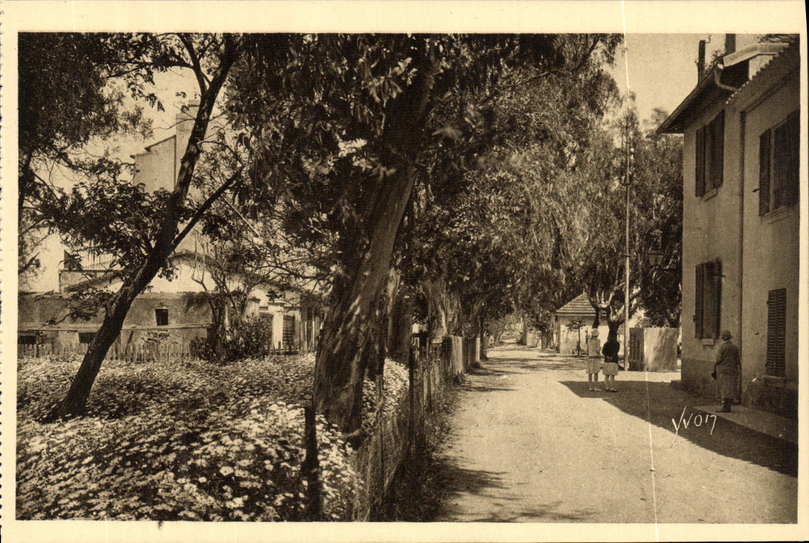 CPA Les Iles D Hyeres Porquerolles La Rue Principale