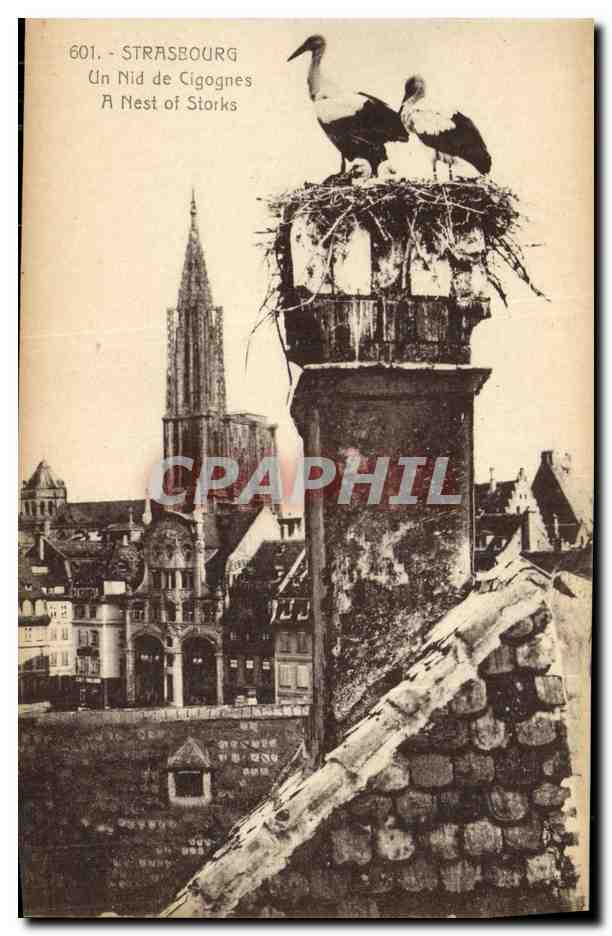 Strasbourg — Nid de cigognes sur cheminée — éditeur Bergeret, n° 601
