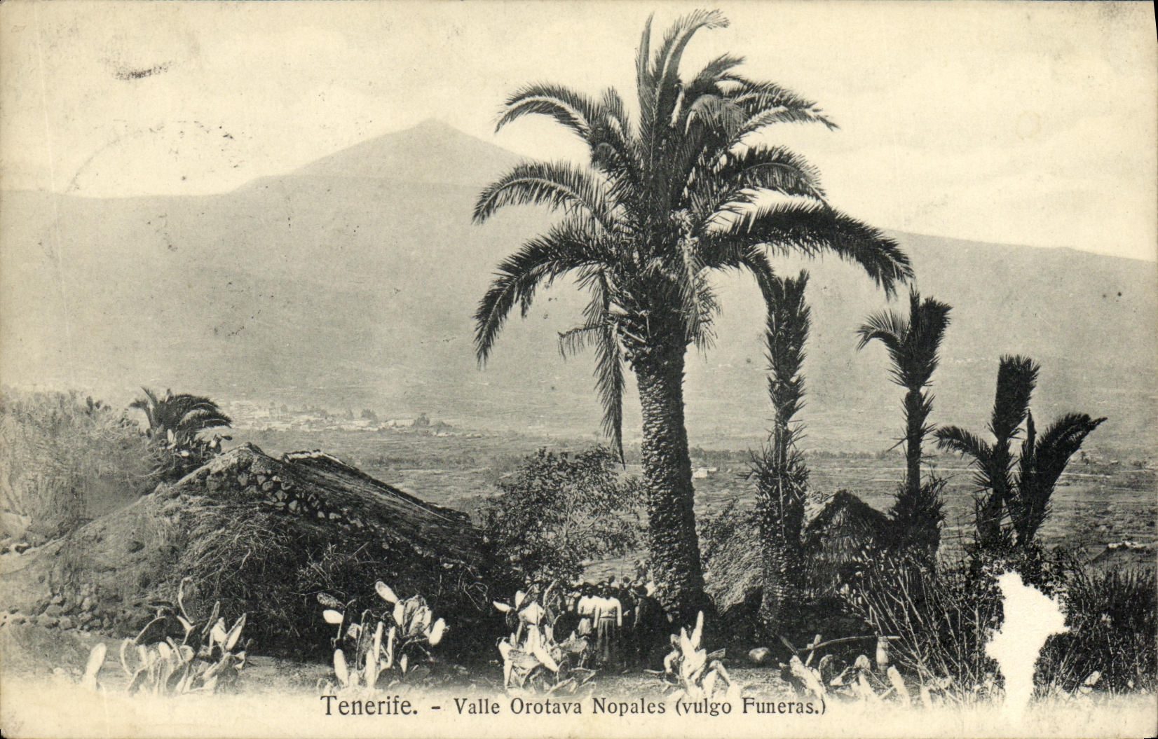 CPA Tenerife Valle Orotava Nopales vulgo Funeras