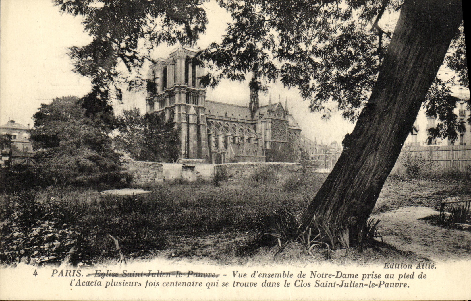 CPA Paris Vue D ensemble de Notre Dame prise au pied de l acacia