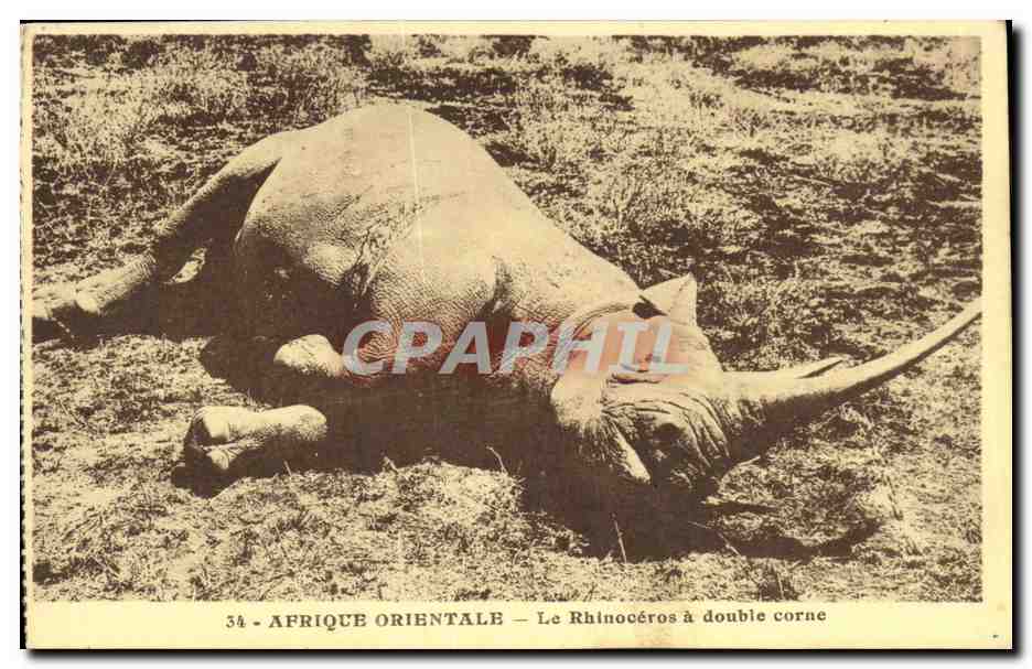 CPA Afrique Orientale Le Rhinoceros a Double corne