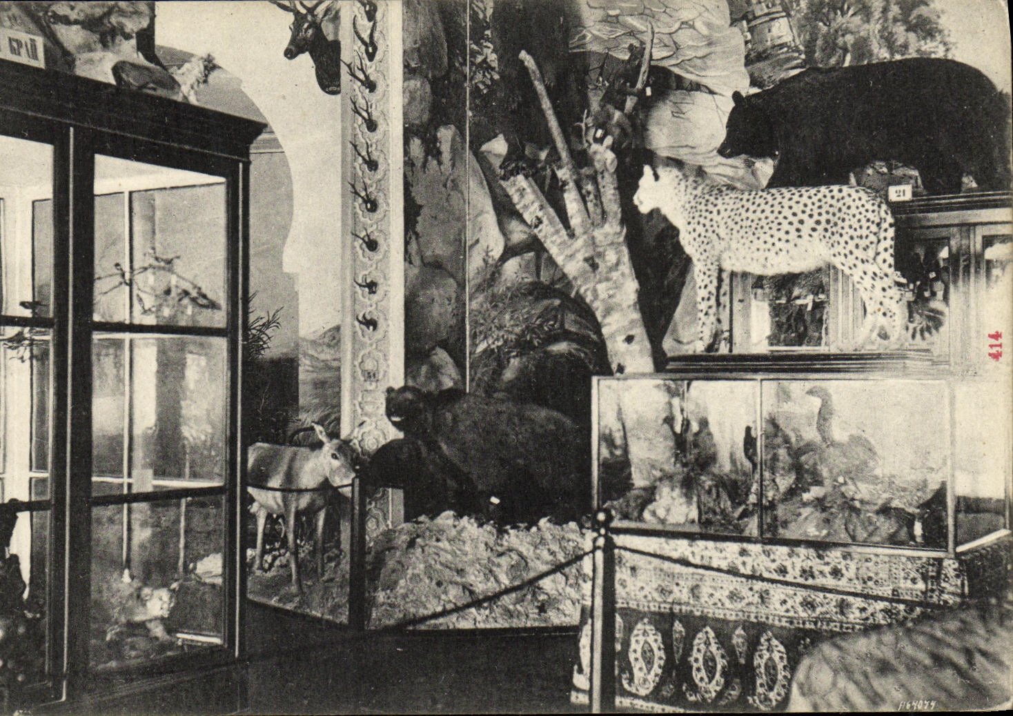 CPA Georgie Tiflis Musee Vue interieur Ours Guepard 