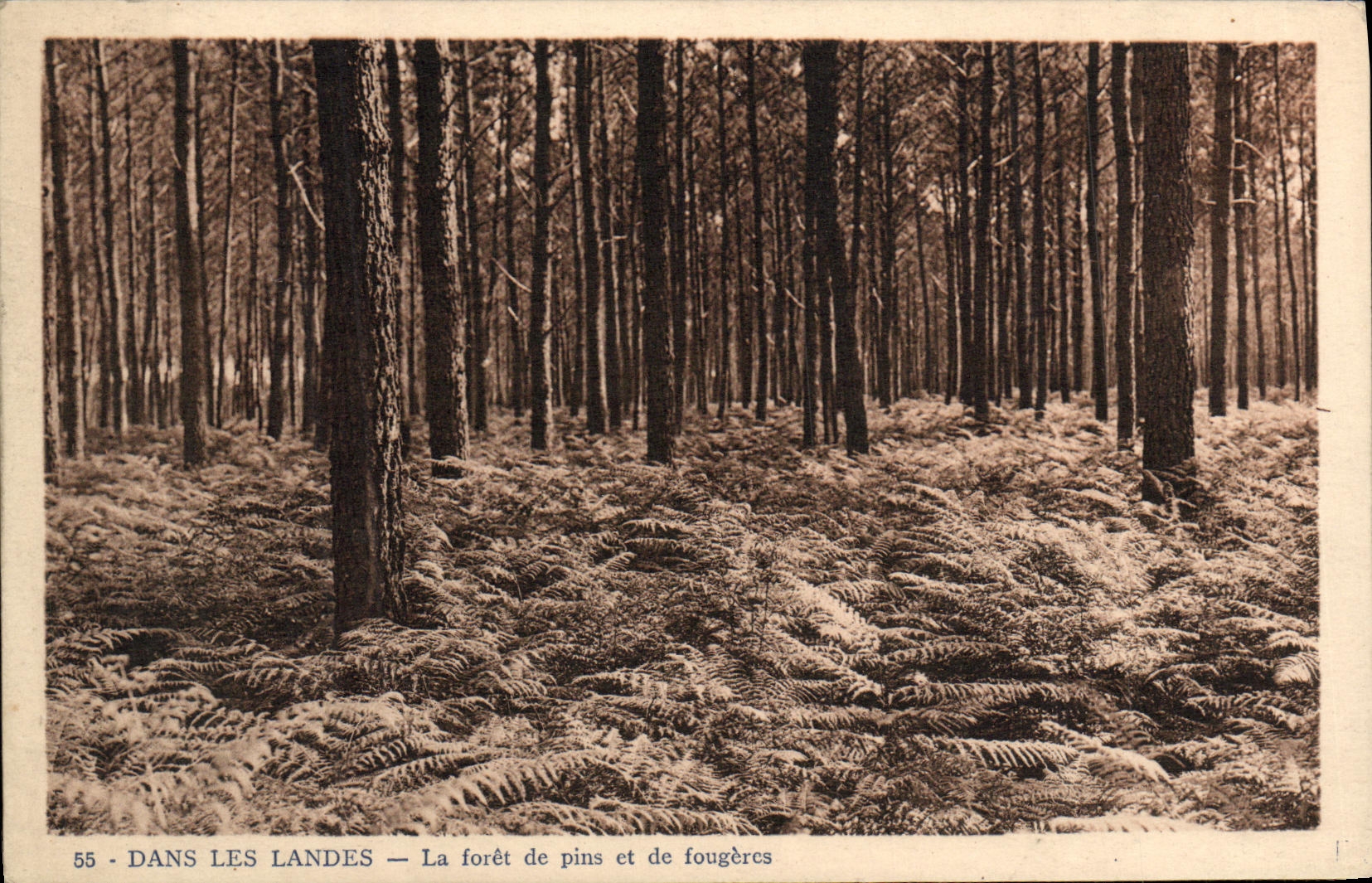 CPA Dans Les Landes La Foret de Pins et de Fougeres