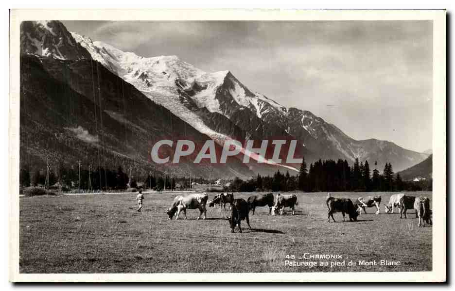 CPA Chamonix Paturage au pied du Mont Blanc Vaches