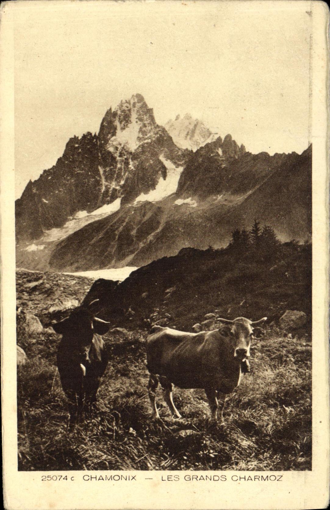CPA Chamonix Les Grands Charmoz Vache