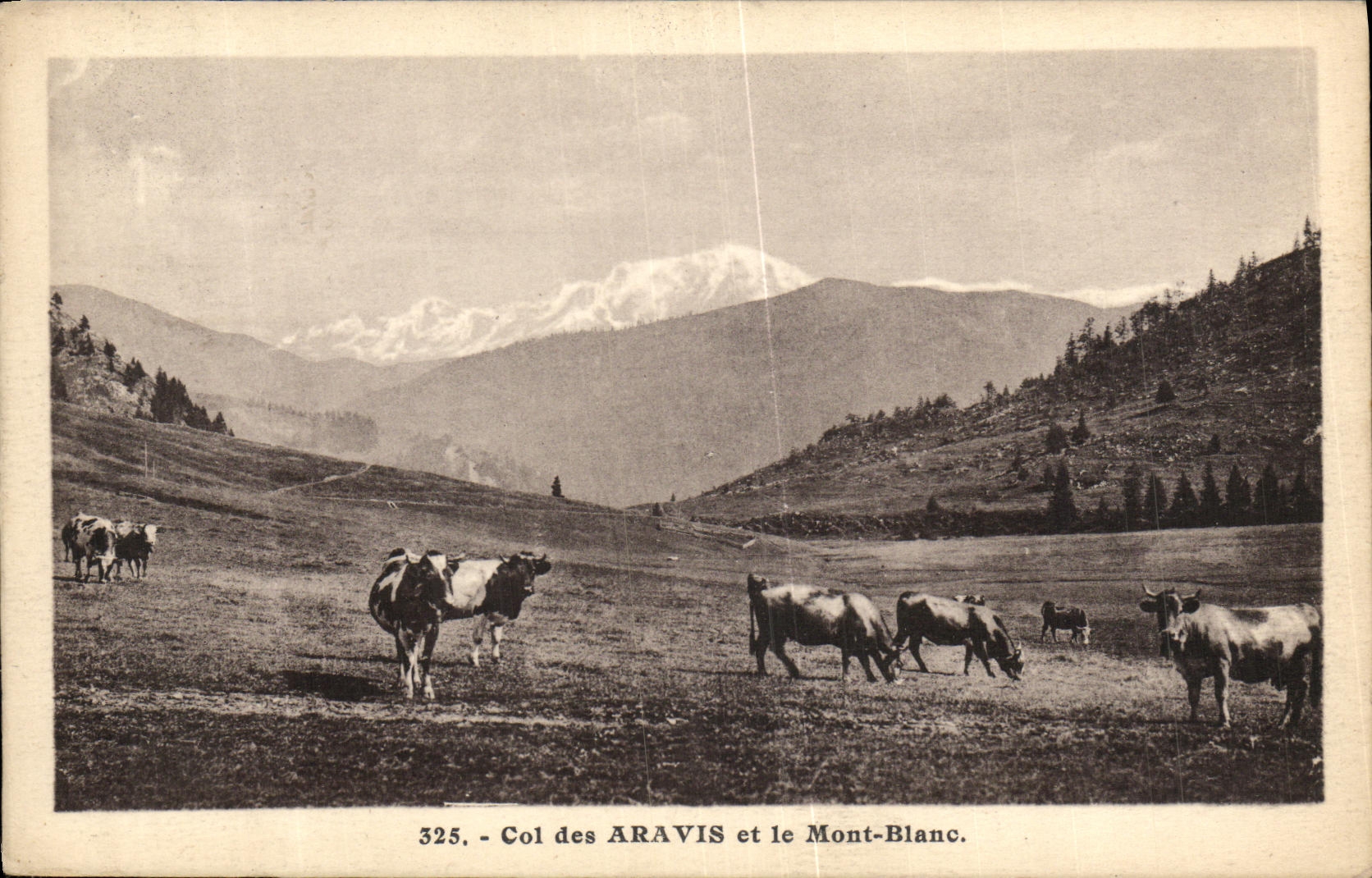 CPA Chamonix Le Mont Blanc Col des Aravis Vaches
