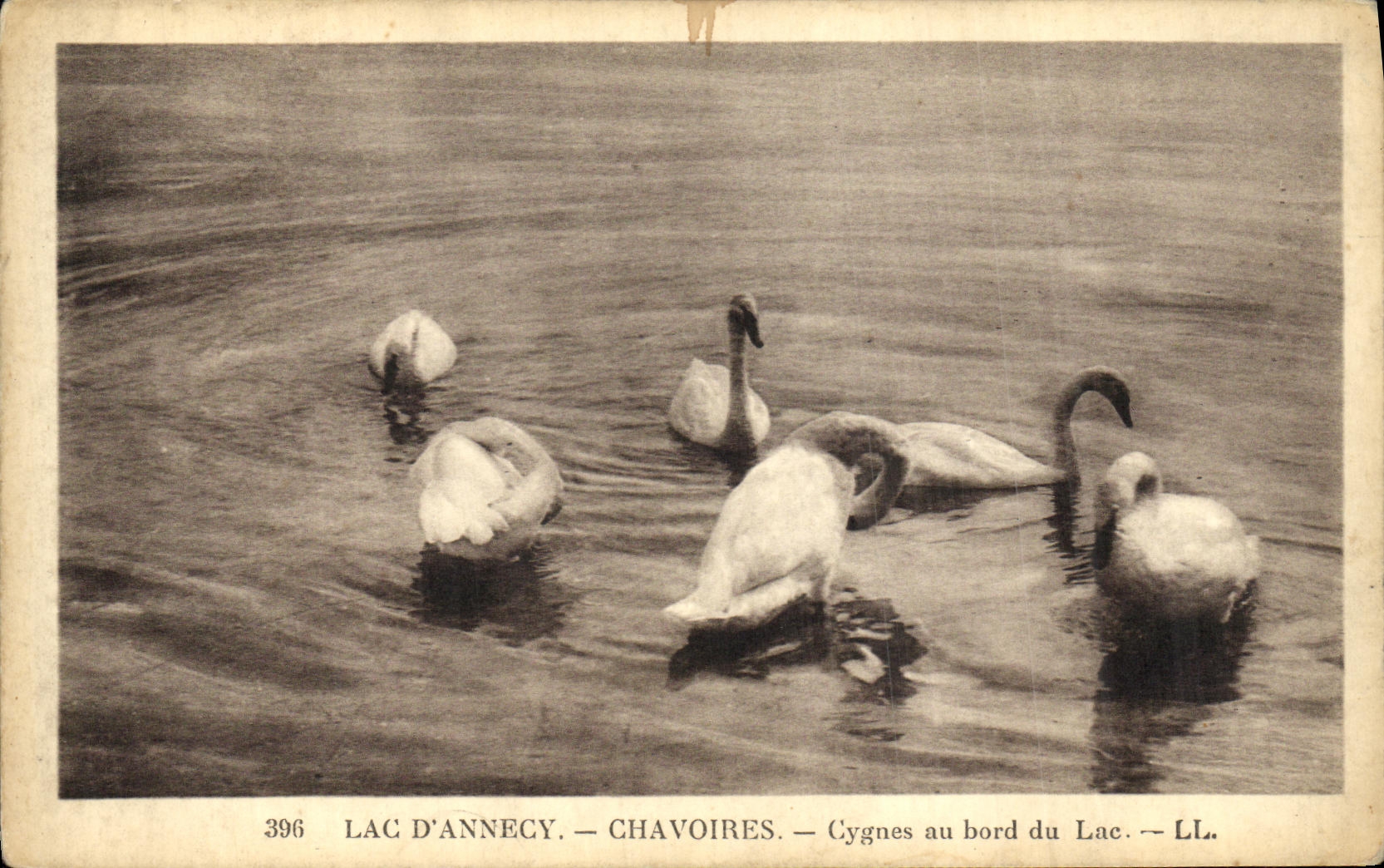 Lac d'Annecy — Chavoiries — Cygnes au bord du Lac — LL. — N° 396