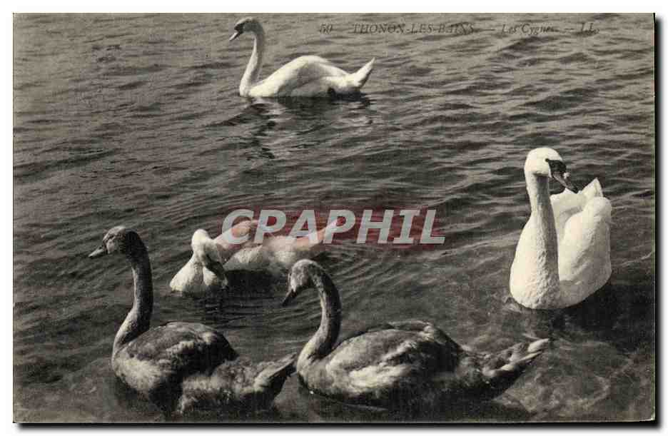 Thonon-les-Bains — Les Cygnes — LL
