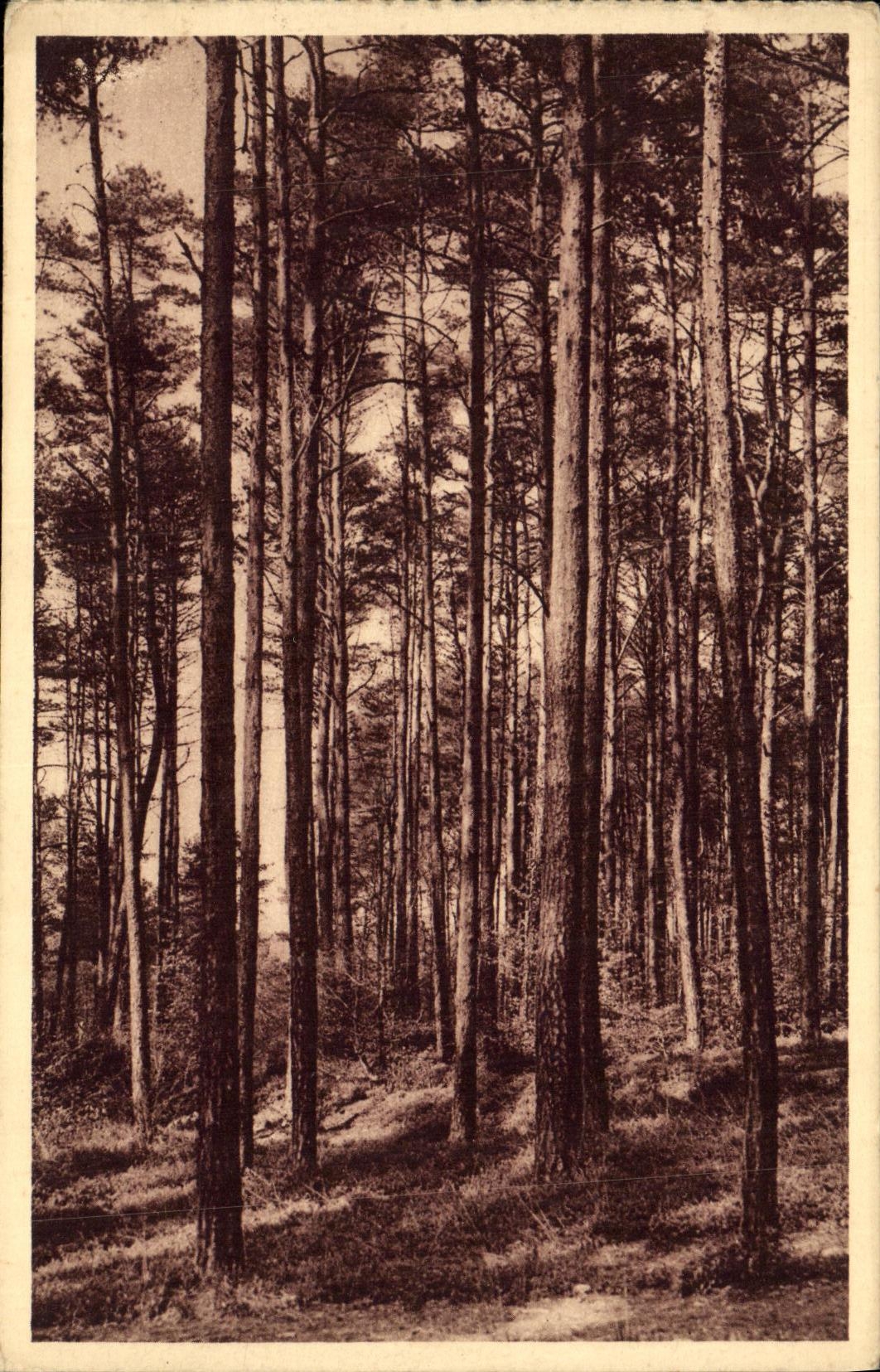 Forêt d'Andaine — Peuplements de pin sylvestre — Héliogravure Imprimeries Réunies de Nancy