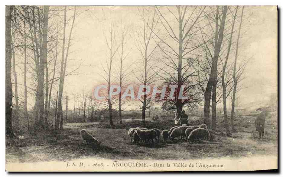 CPA Angouleme Dans la Vallee de L Anguienne Moutons 