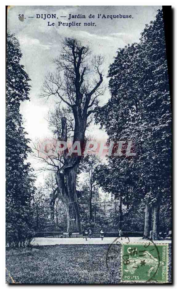 CPA Dijon Jardin de l Arquebuse Le Peuplier noir