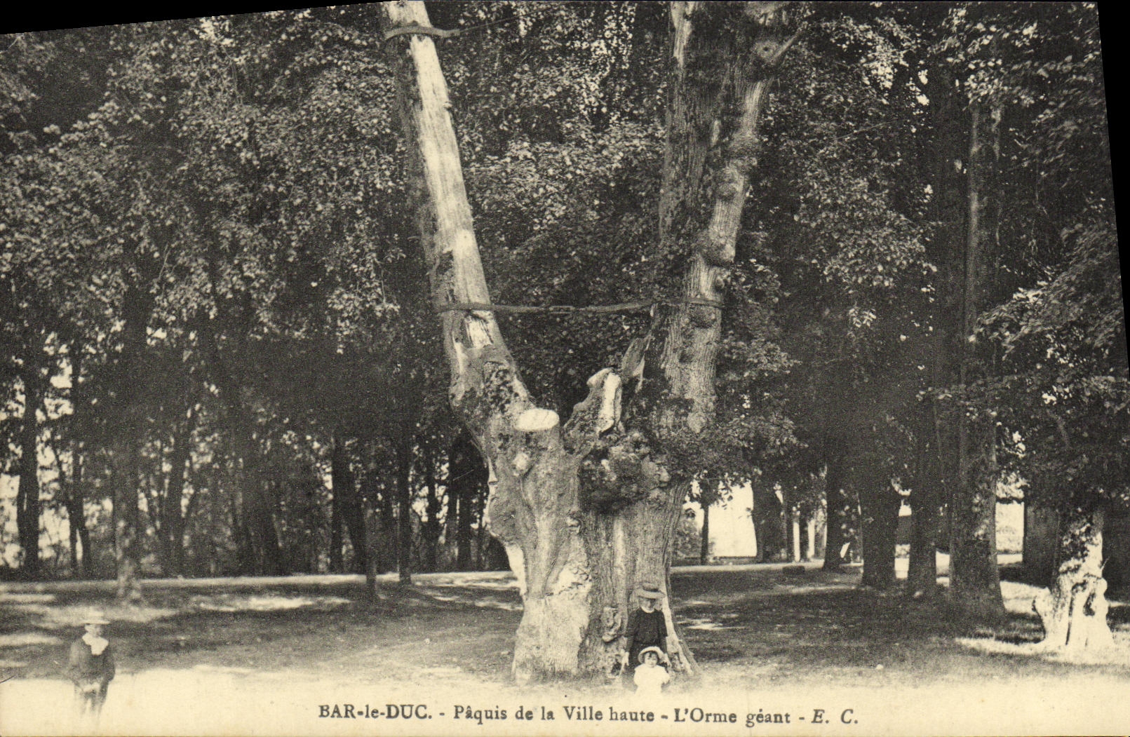 CPA Bar le Duc Paquis de la Ville haute L orne geant Arbre