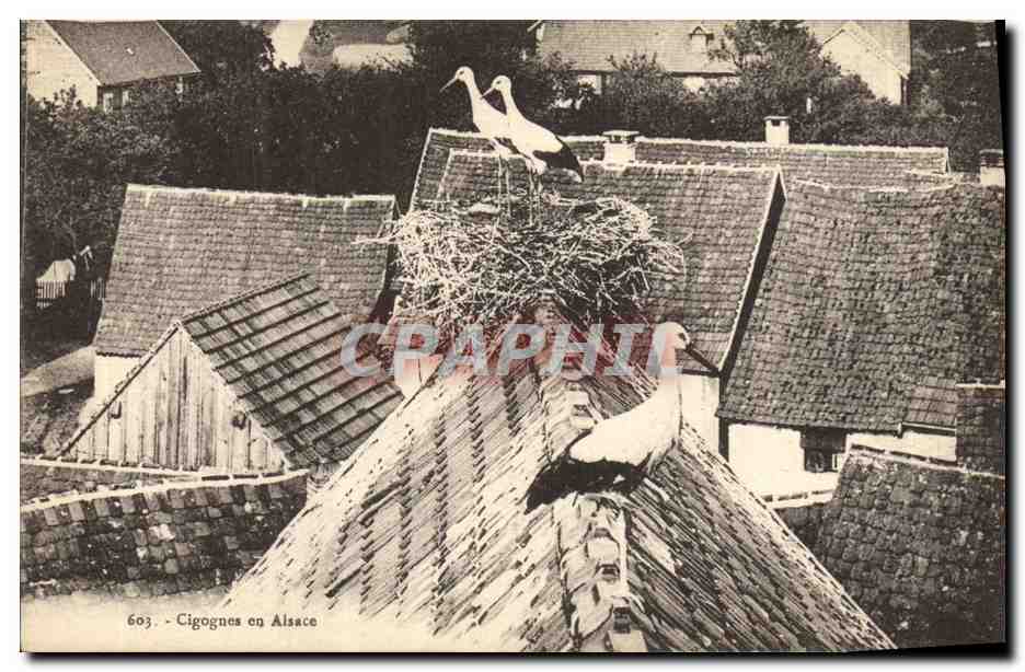 CPA Nid de Cilgognes en Alsace