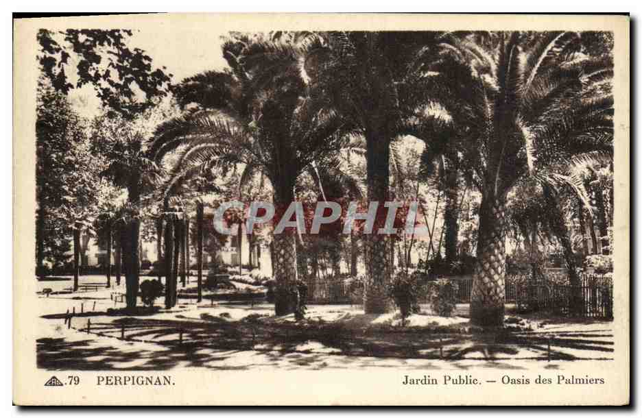 CPA Perpignan Jardin Public Oasis des Palmiers