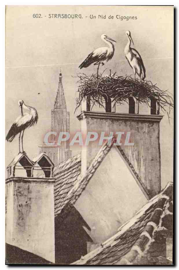 CPA Strassburg un Nid de Cigognes
