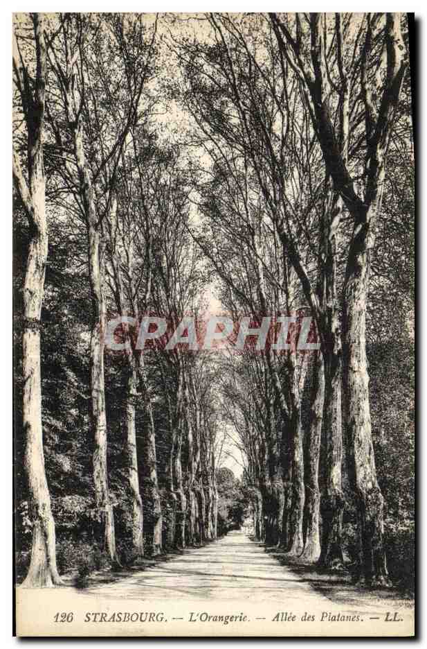 Strasbourg — L'Orangerie — Allée des Platanes — LL. — N° 126