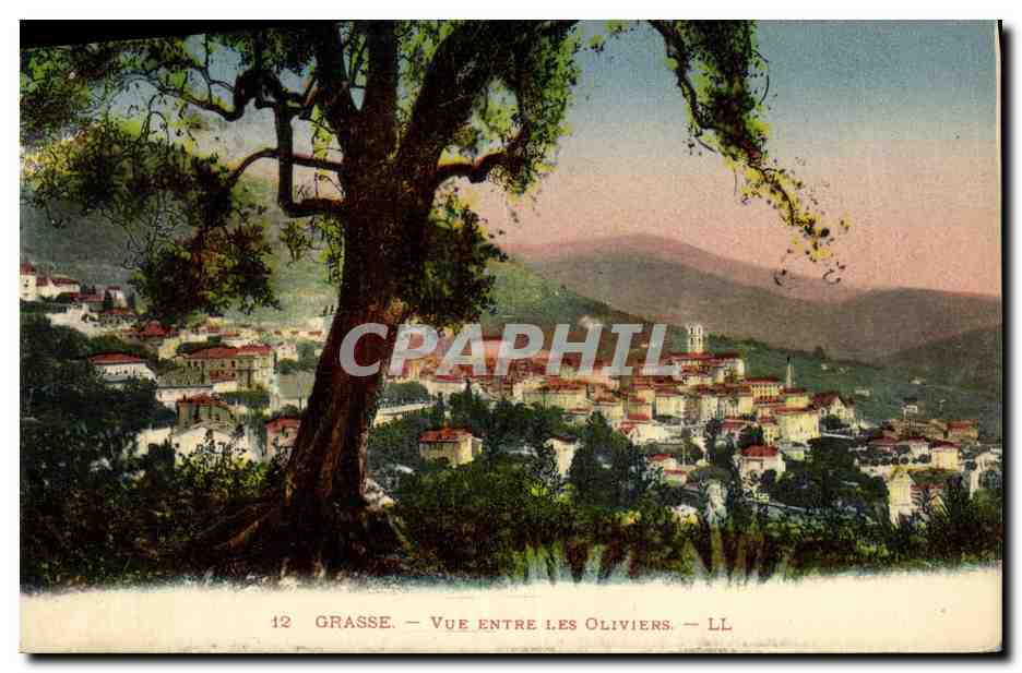 CPA Grasse Vue Entre Les Oliviers