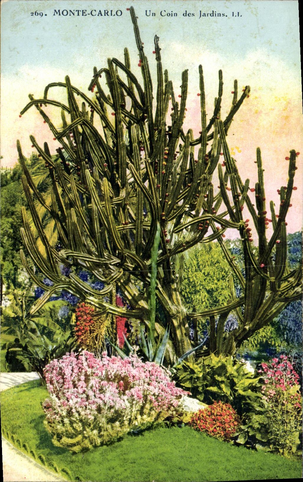 CPA Monte Carlo Un Coin des Jardins Cactus