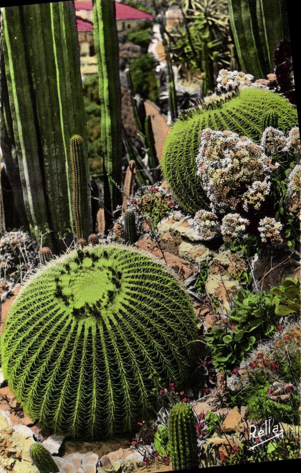 CPA Monte Carlo Le Jardin Exotique Les coussins de belle mere Cactus