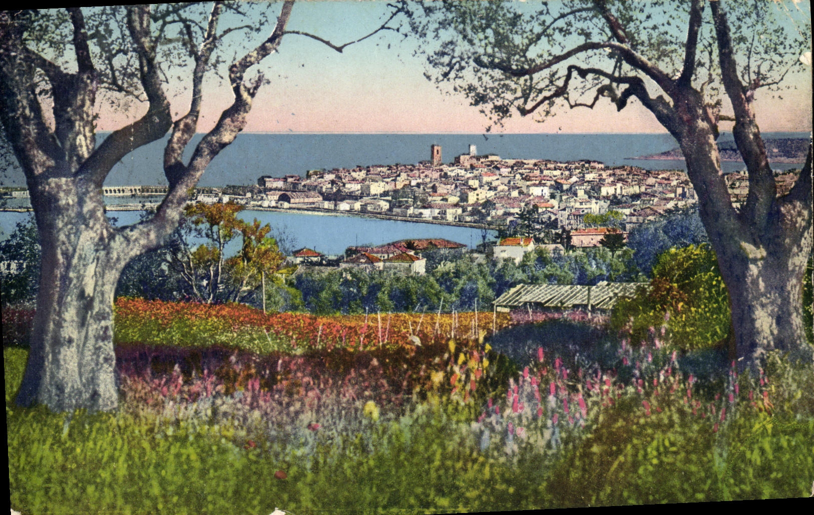 CPA Antibes Panorama vu a travers les oliviers