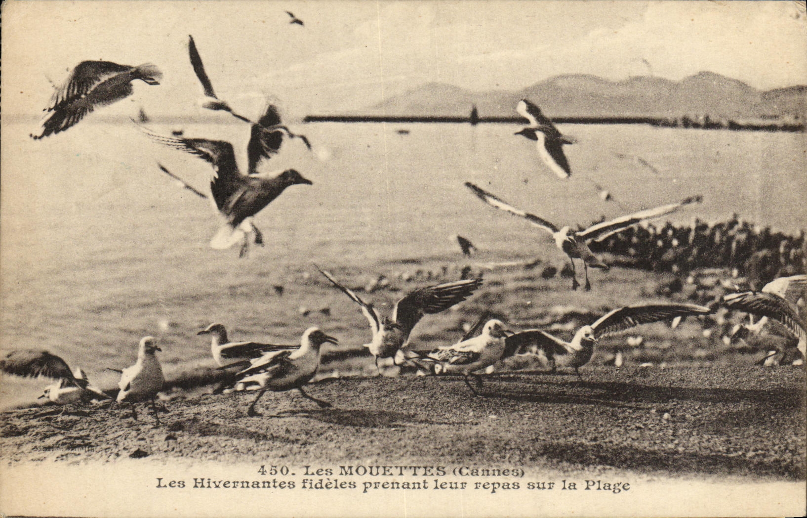 CPA Cannes Les Mouettes Les Hivernantes Fideles Prenant Leur Repas sur la Plage