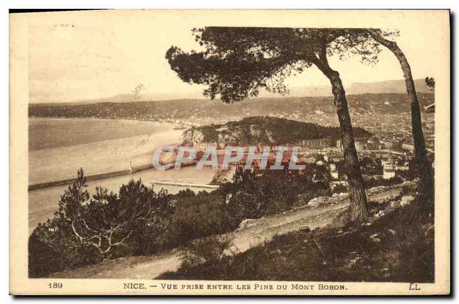 CPA Nice Vue Prise Entre les Pins du Mont Boron