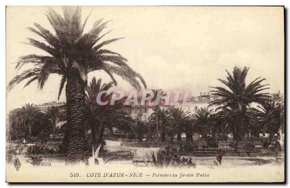 CPA Cote D Azur Nice Palmiers au Jardin Public