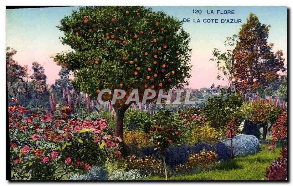 CPA La Cote D Azur Fleurie La Flore