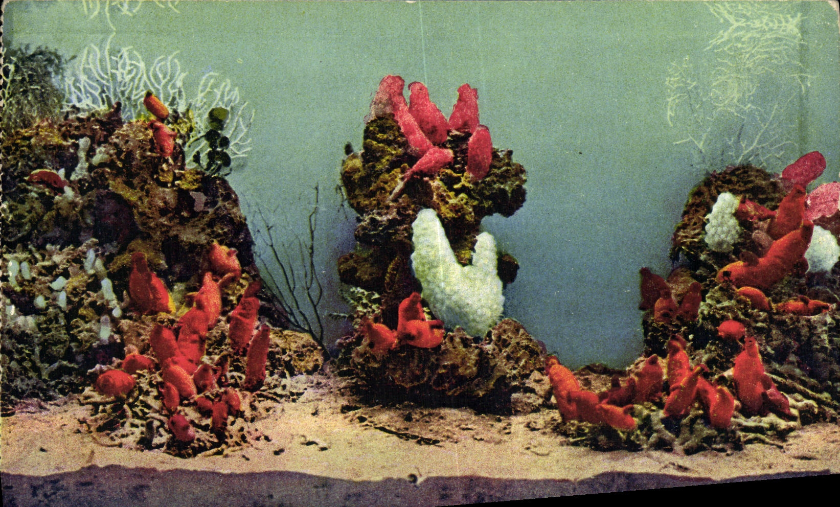 CPA Monaco Aquarium Cynthia Rustica et Phallusa Mamillata 