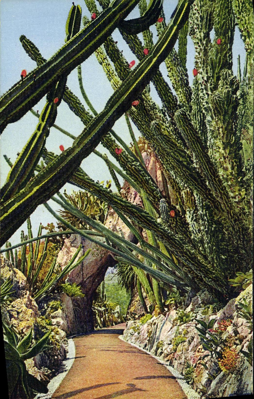 CPA Monaco Jardin Exotique Cereus Pitahata Monstruose