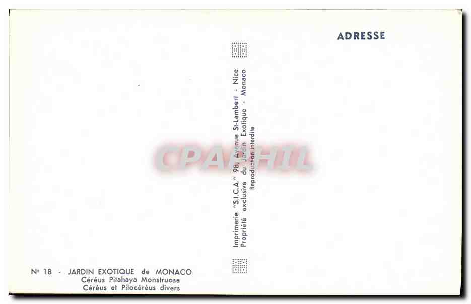 CPA Monaco Jardin Exotique Cereus Pitahata Monstruose — Verso